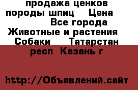 продажа ценков породы шпиц  › Цена ­ 35 000 - Все города Животные и растения » Собаки   . Татарстан респ.,Казань г.